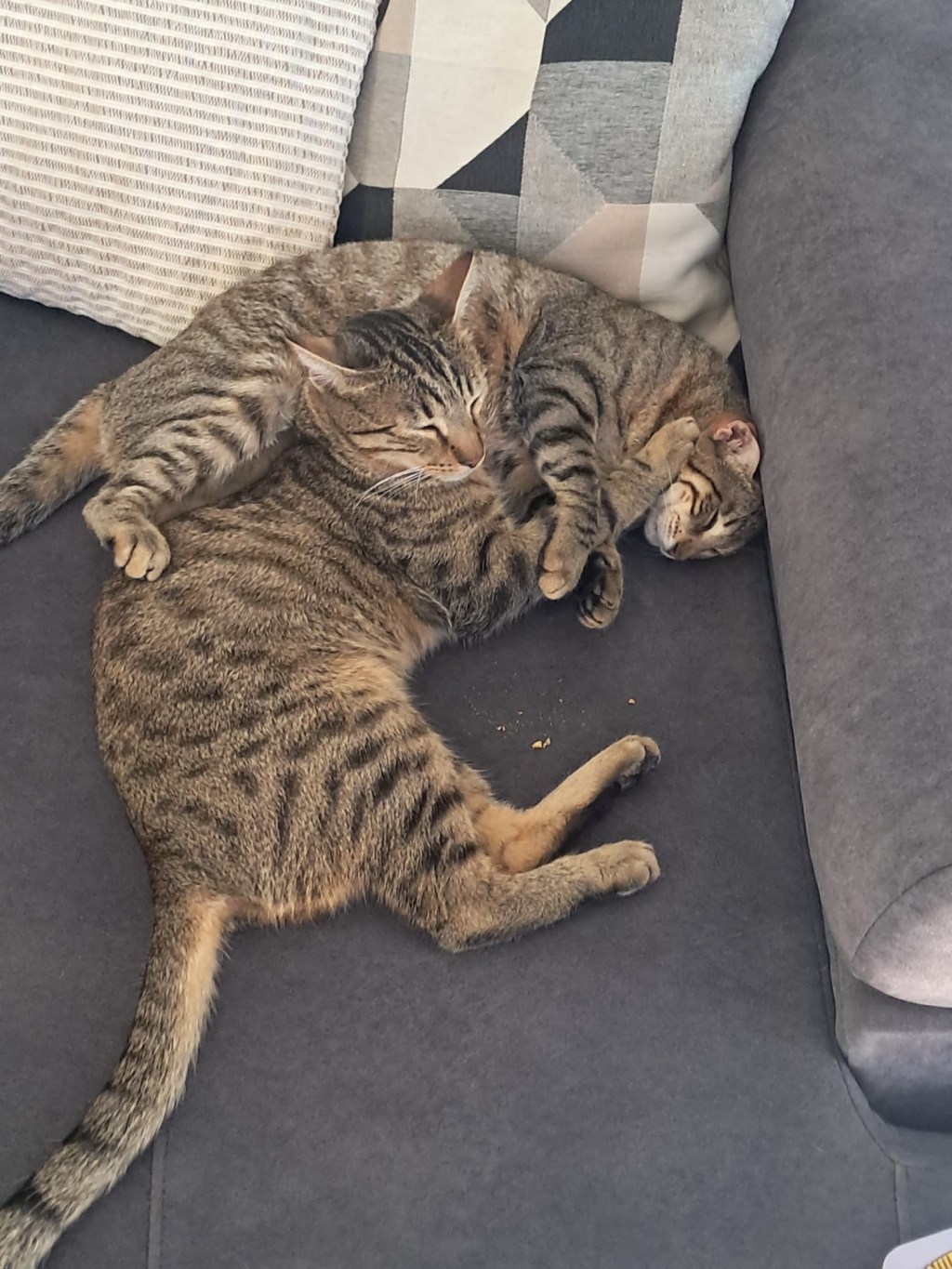 Mimi y Coco